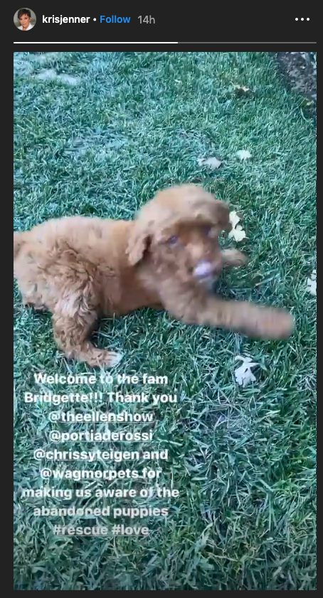 Kris Jenner's new dog